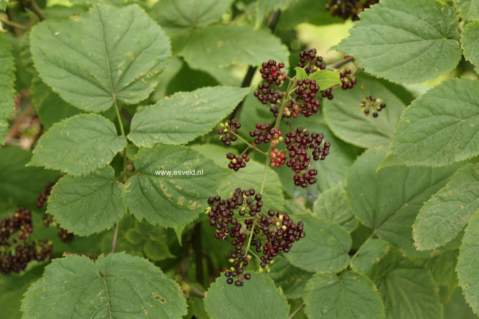 Aralia racemosa (46737)
