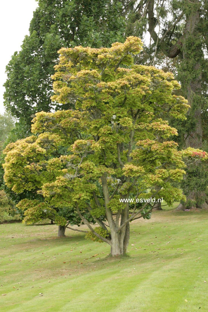 Acer shirasawanum 'Aureum'