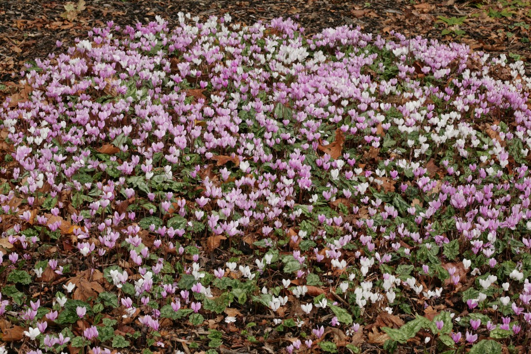Cyclamen hederifolium