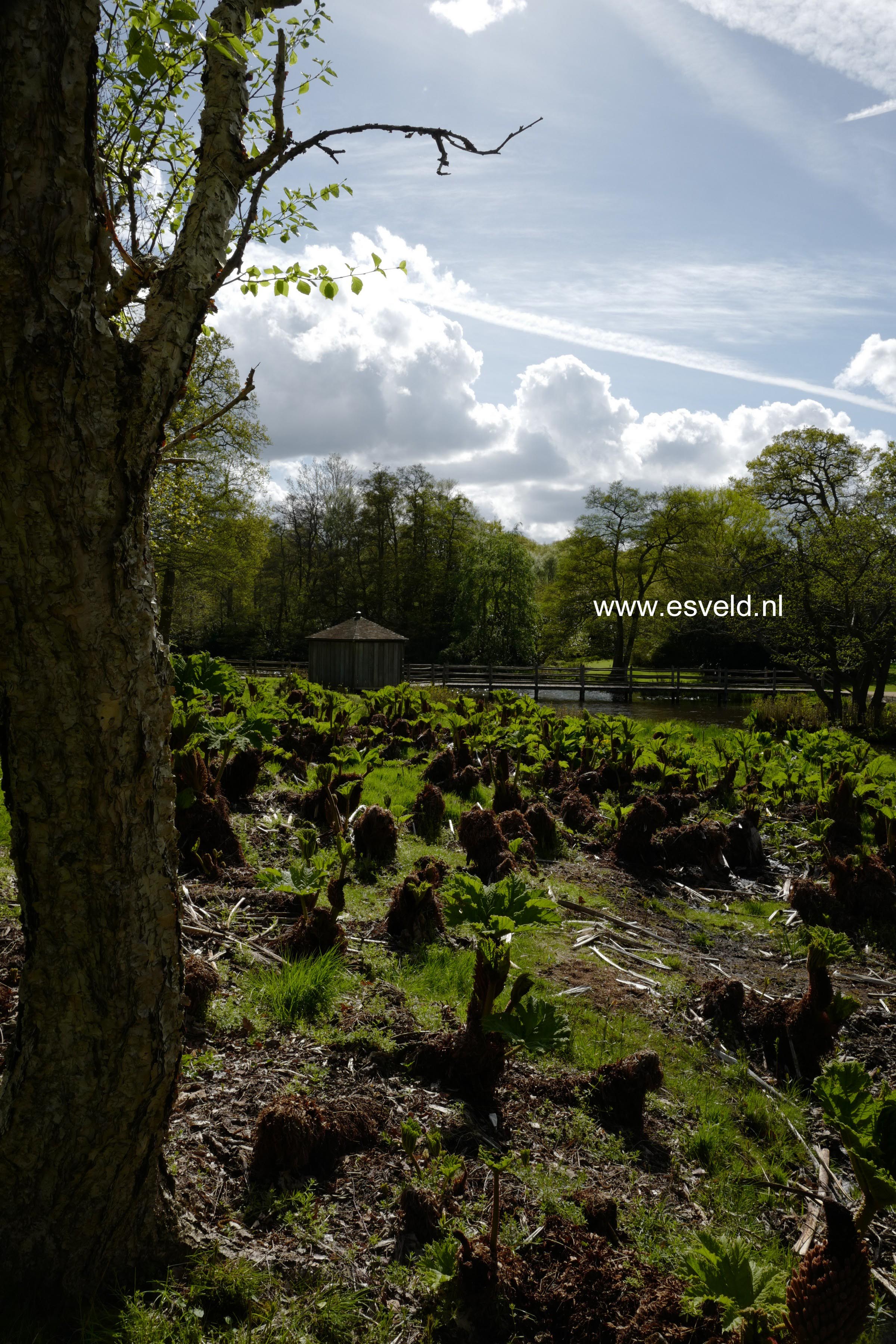 Gunnera manicata