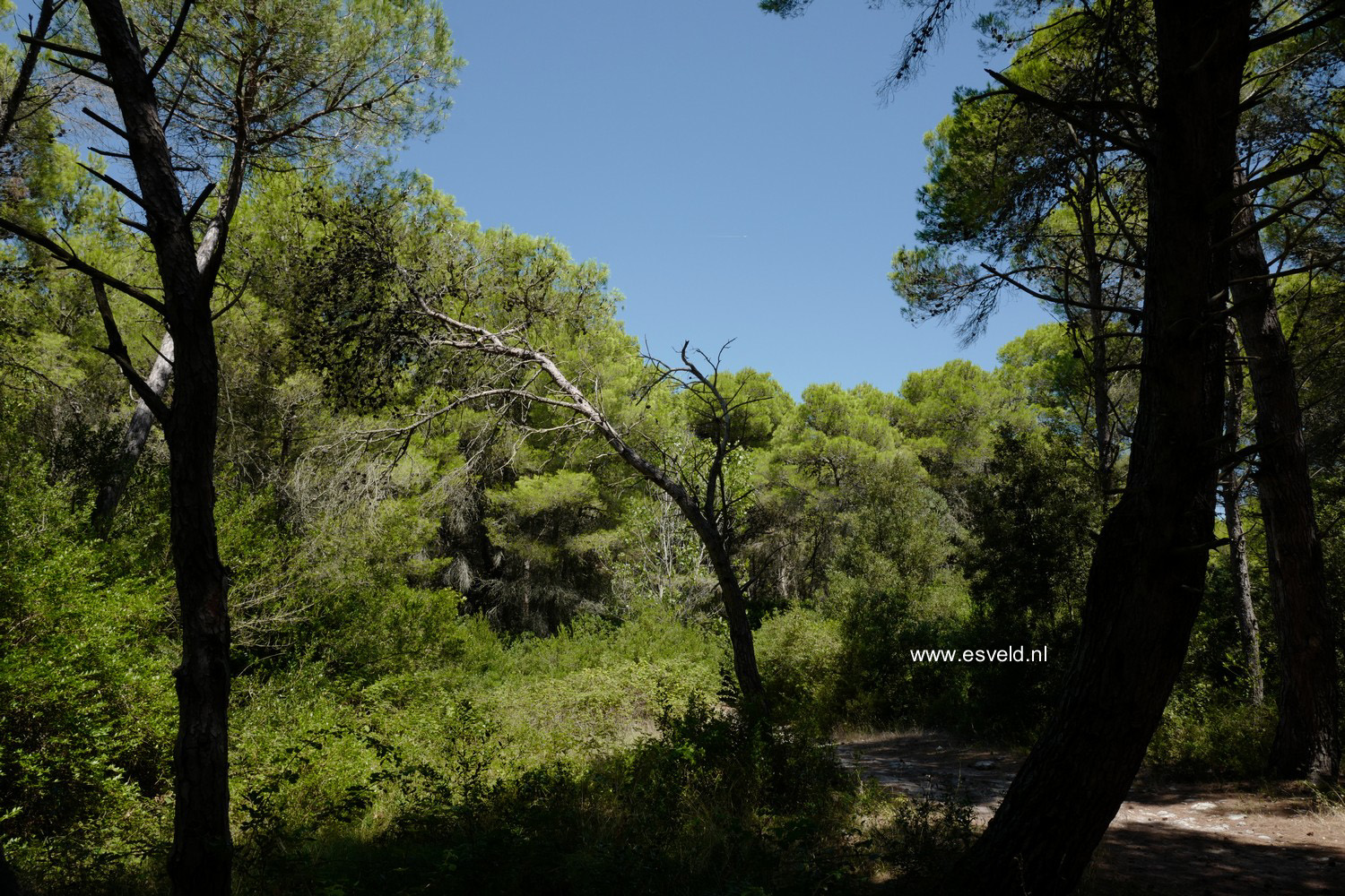 Pinus halepensis