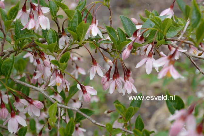 Styrax japonicus