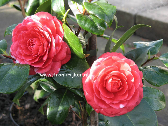 Camellia japonica 'Coquettii' (47082)