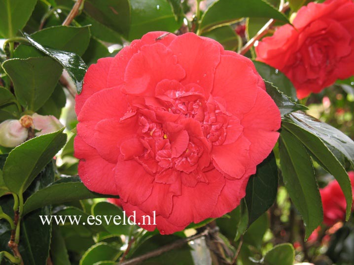 Camellia japonica 'Grand Slam'