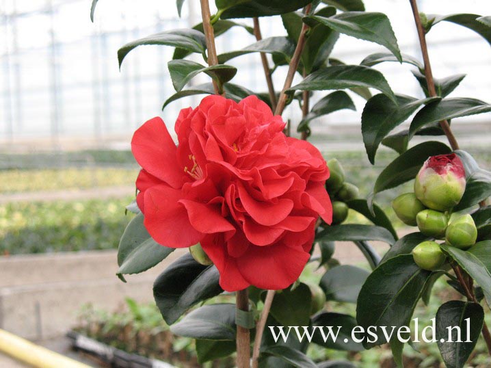 Camellia japonica 'Prof. Charles S. Sargent' (47165)