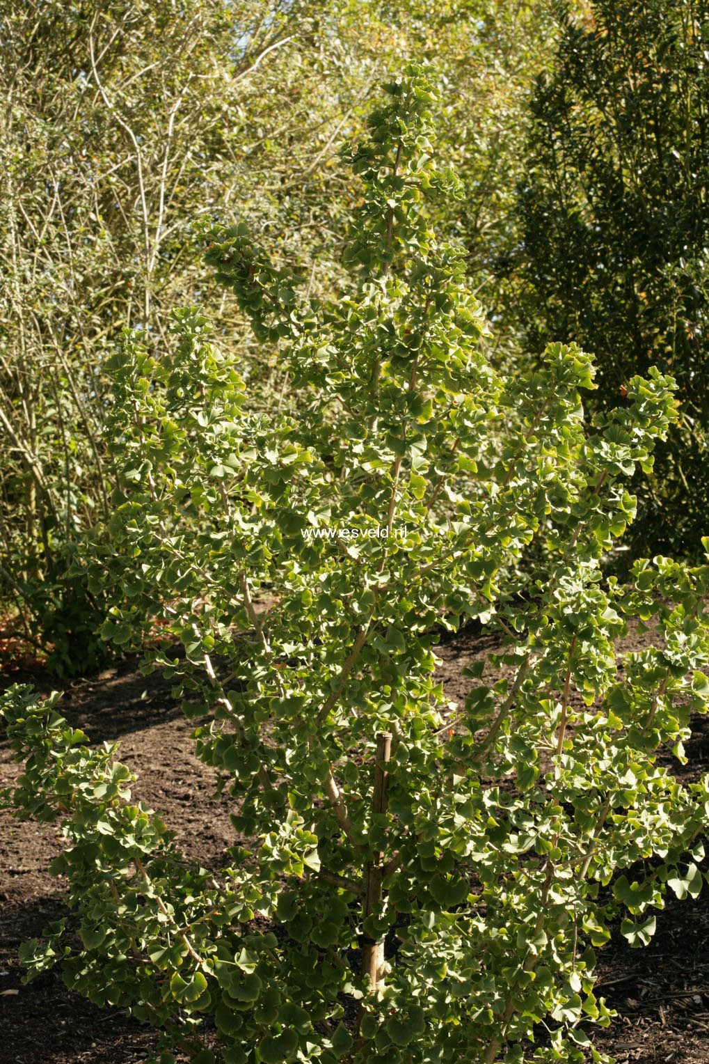 Ginkgo biloba 'Simon' (47208)