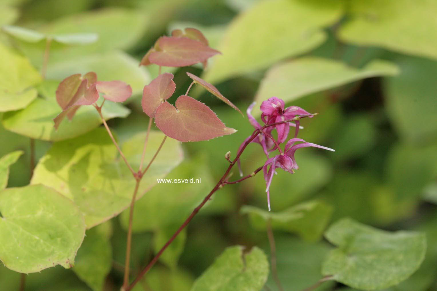 Epimedium grandiflorum 'Rose Queen' (47244)