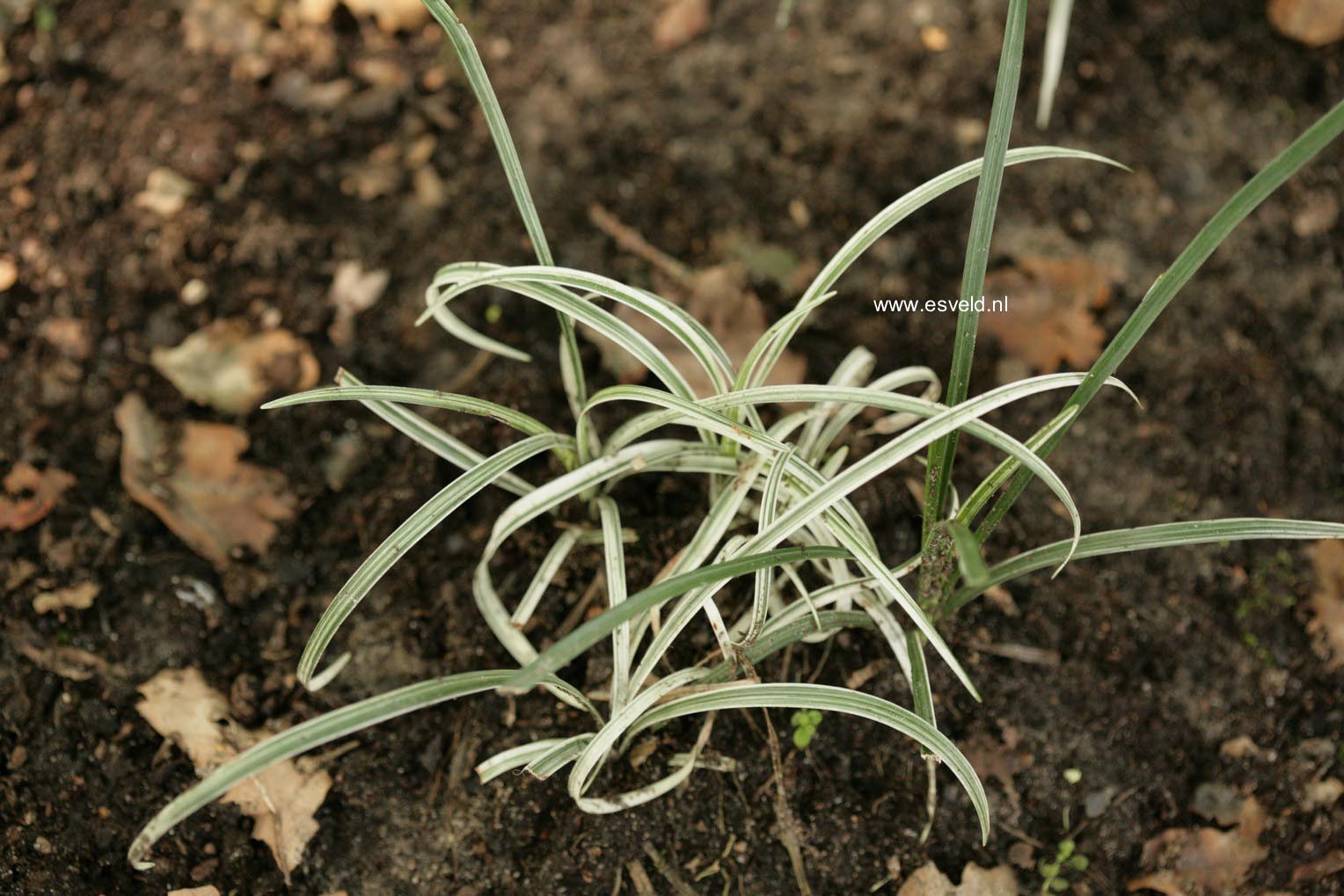 Ophiopogon japonicus 'Silver Mist'