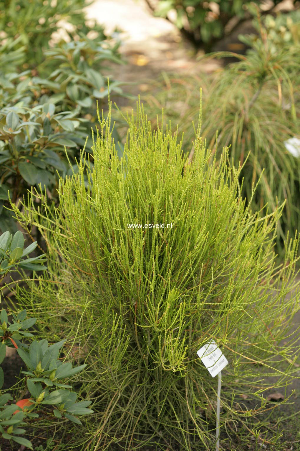 Thuja orientalis 'Franky Boy' (47263)