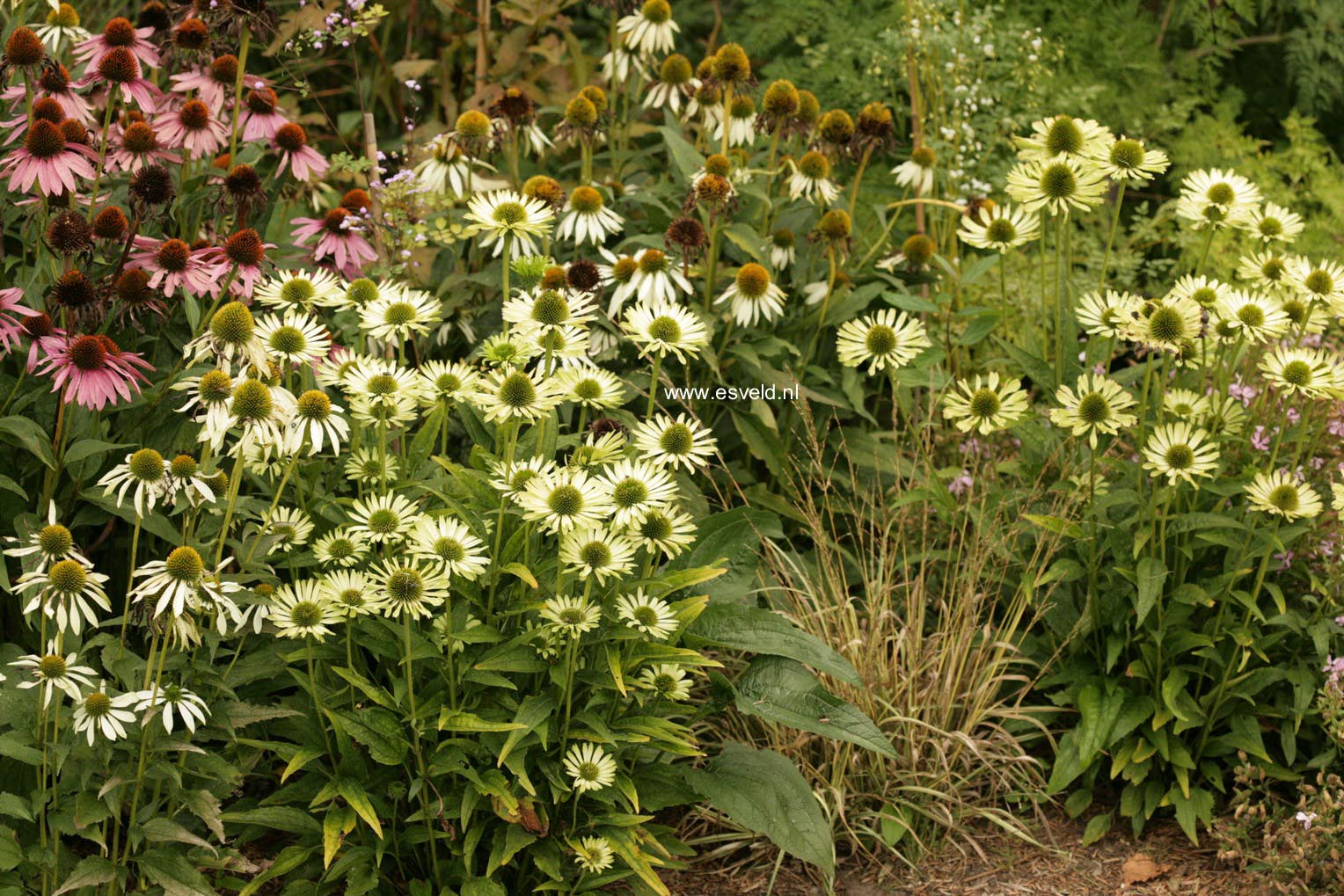 Echinacea purpurea 'Green Envy'