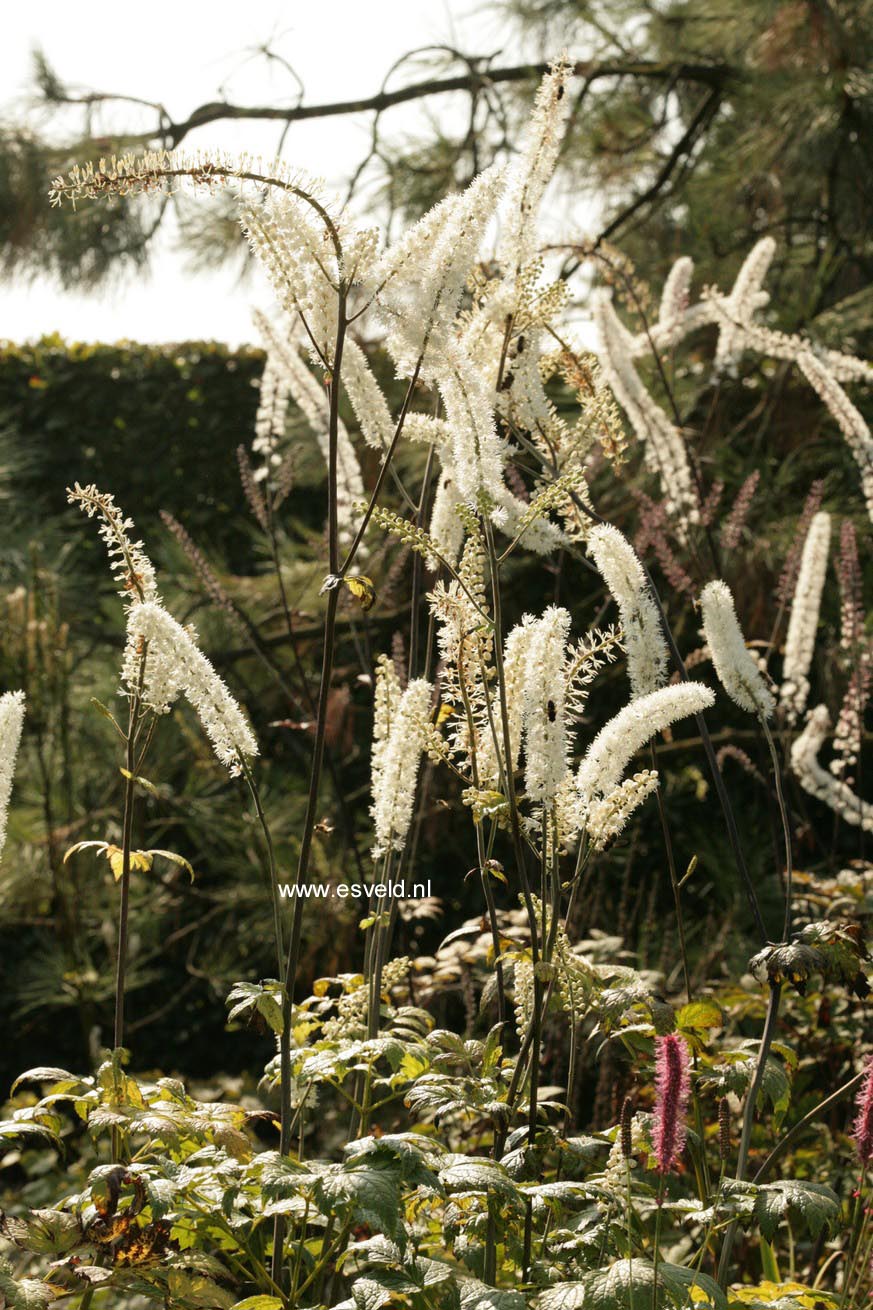 Actaea simplex 'Prichard's Giant' (47807)