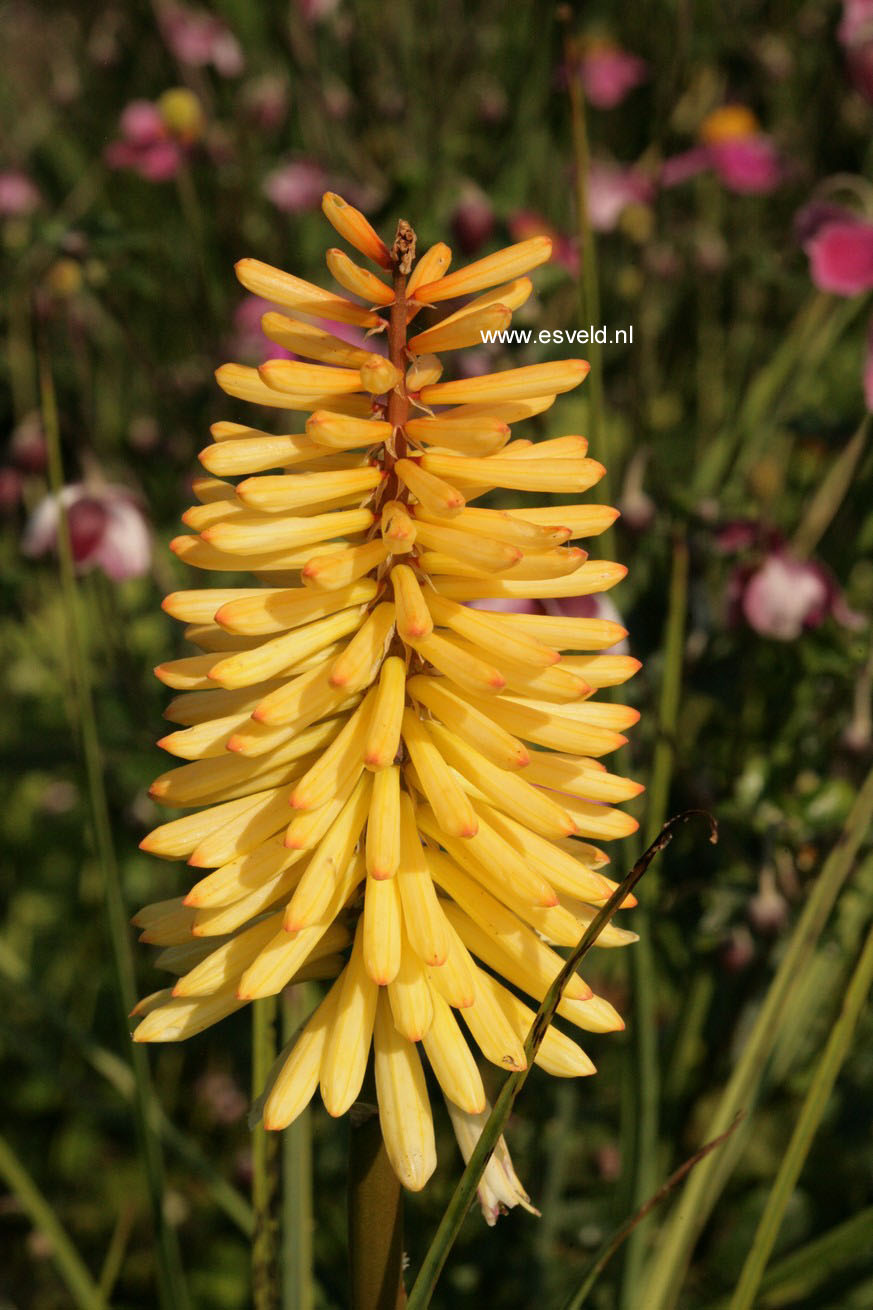 Kniphofia 'Moonstone' (47814)