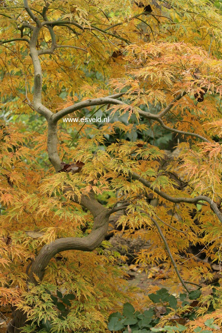 Acer palmatum 'Dissectum'