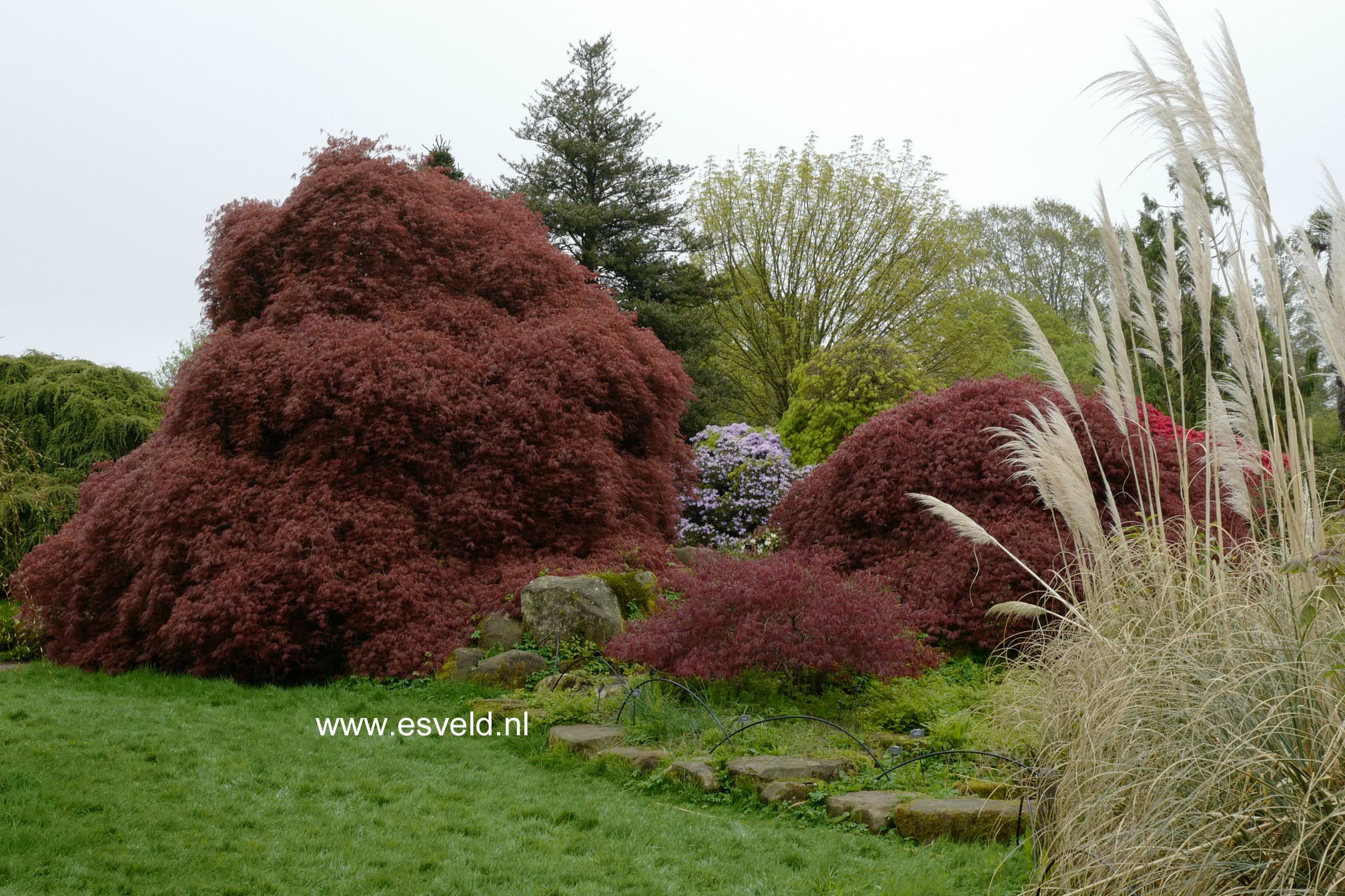 Acer palmatum 'Ornatum'
