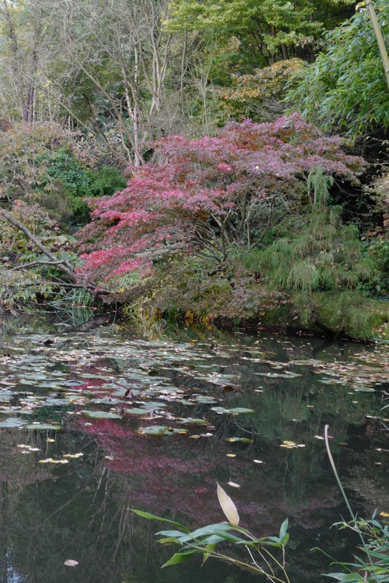 Acer palmatum 'Osakazuki'