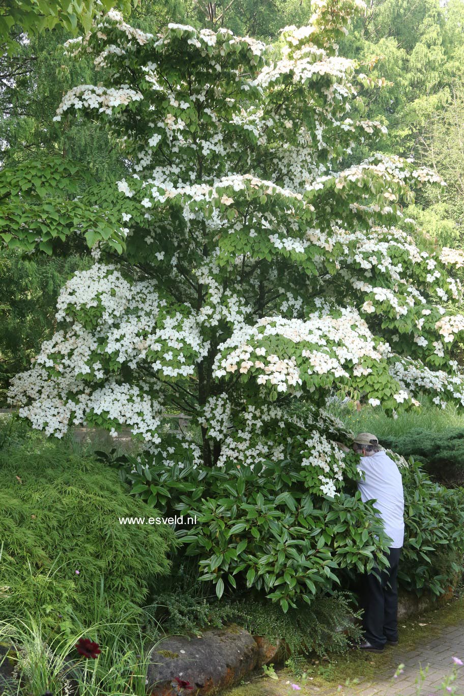 Cornus kousa