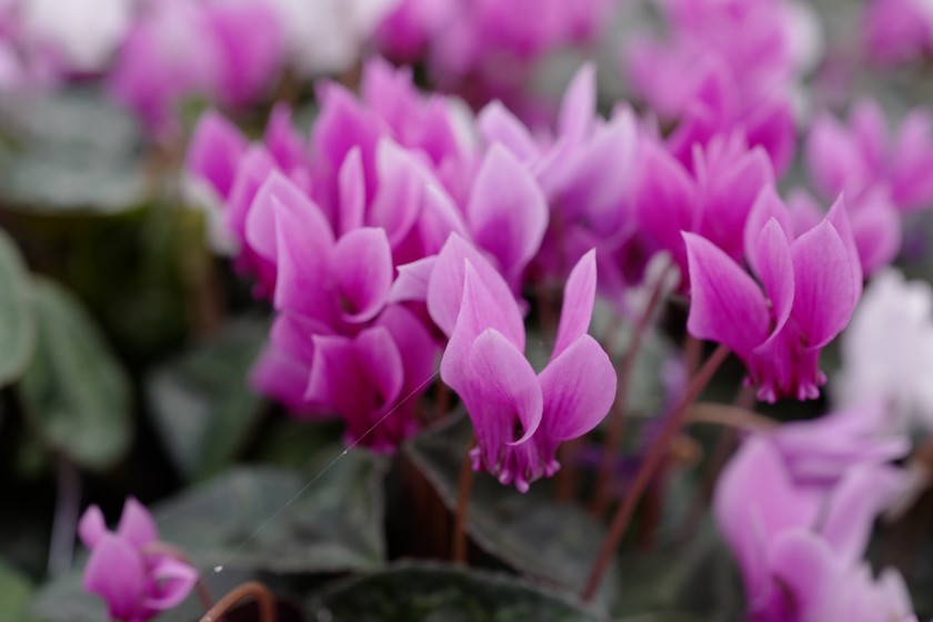Cyclamen hederifolium