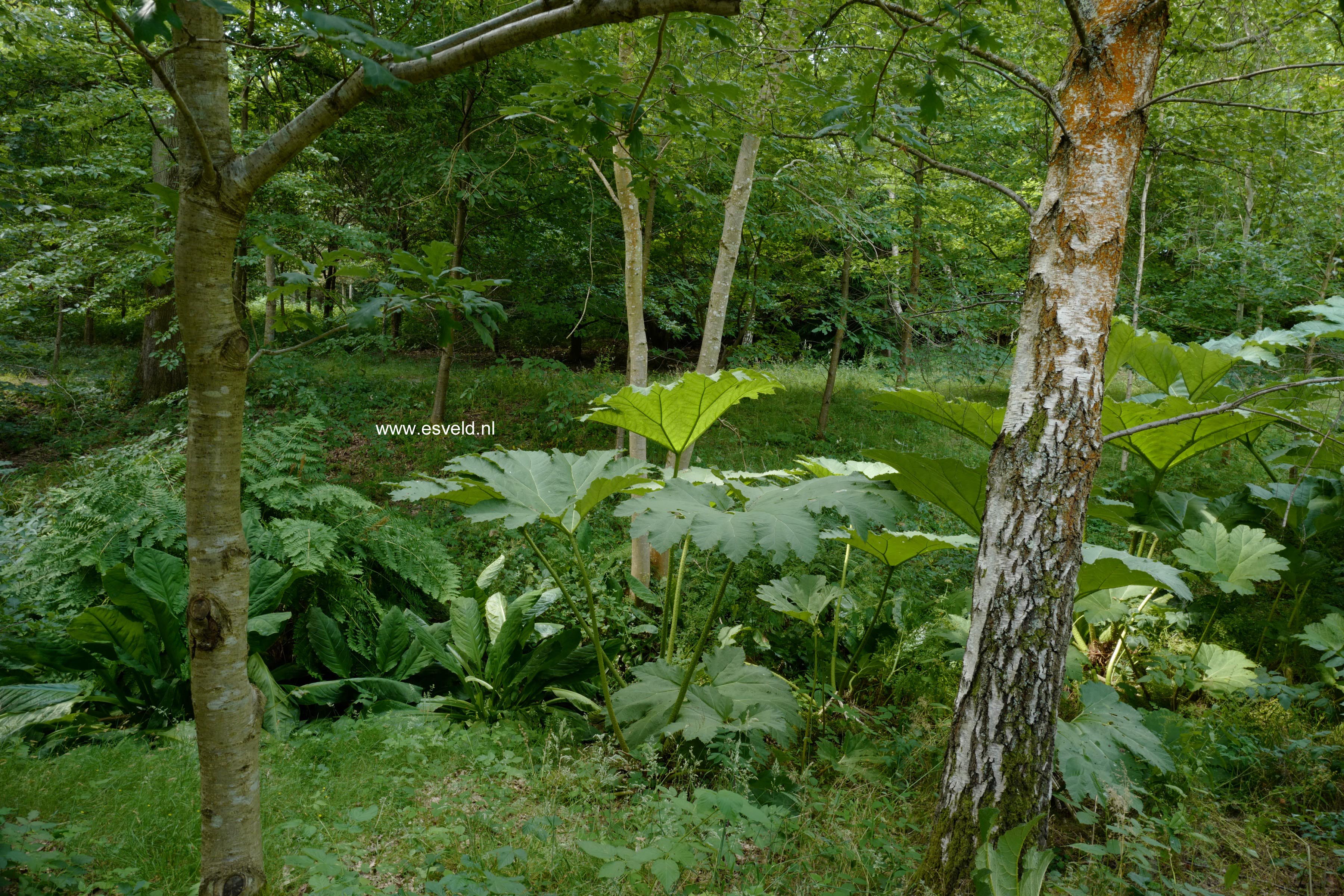 Gunnera manicata