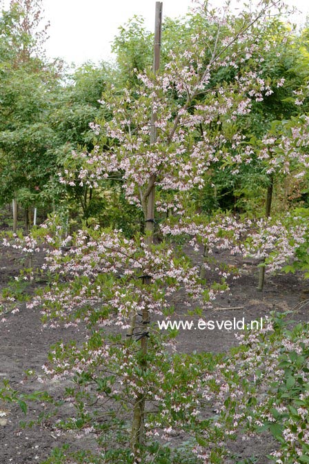 Styrax japonicus