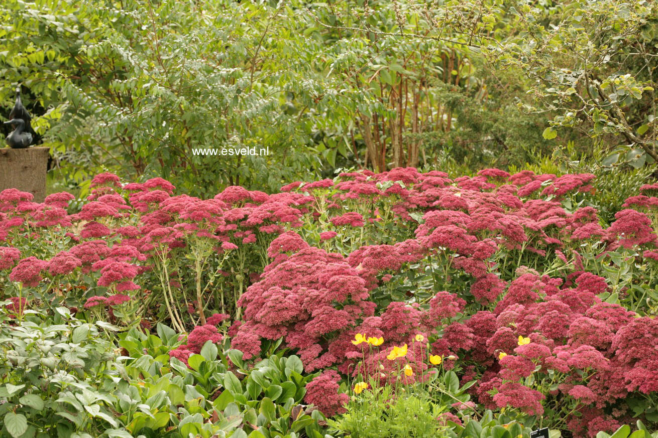 Sedum telephium 'Indian Chief'