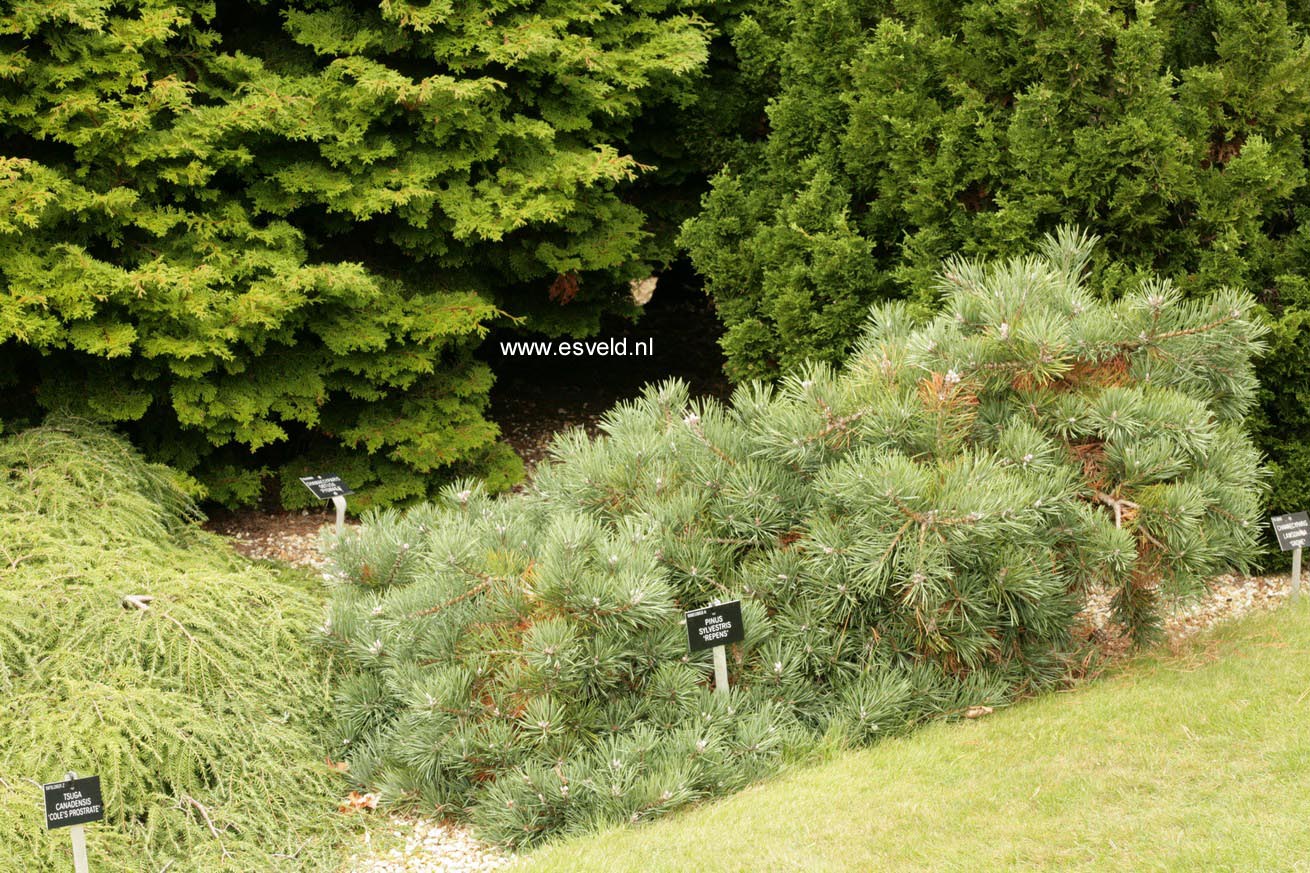 Pinus sylvestris 'Repens'