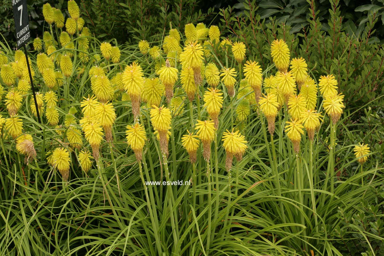 Kniphofia 'Limelight'