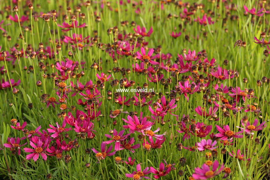 Coreopsis rosea 'Heaven's Gate'