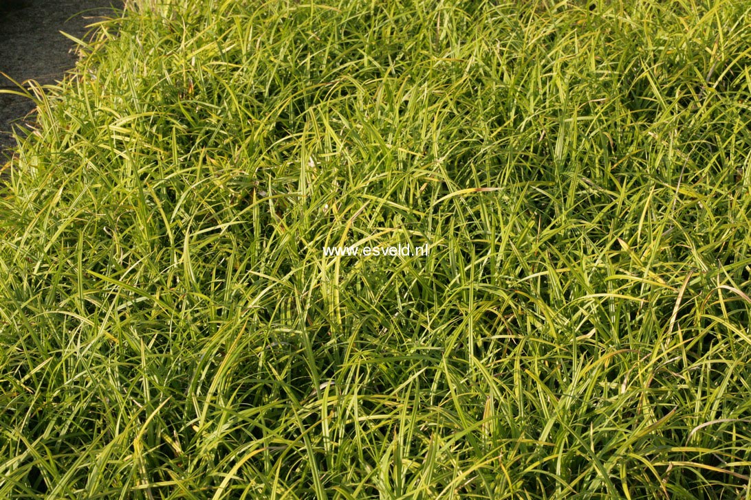 Carex morrowii 'Irish Green'
