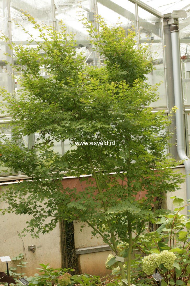 Acer palmatum 'Tsukasa Silhouette'