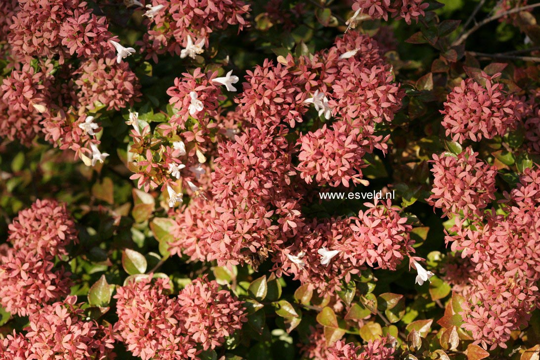 Plantentuin Esveld