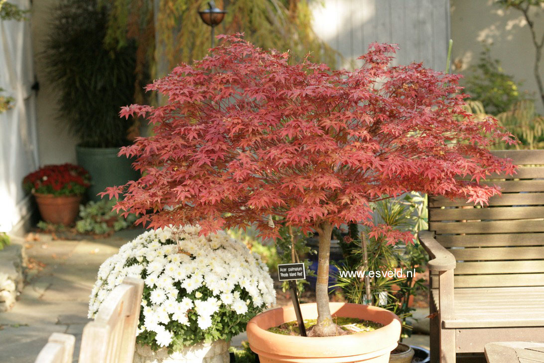 Acer palmatum 'Rhode Island Red'
