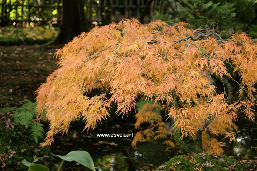 Acer palmatum 'Dissectum'