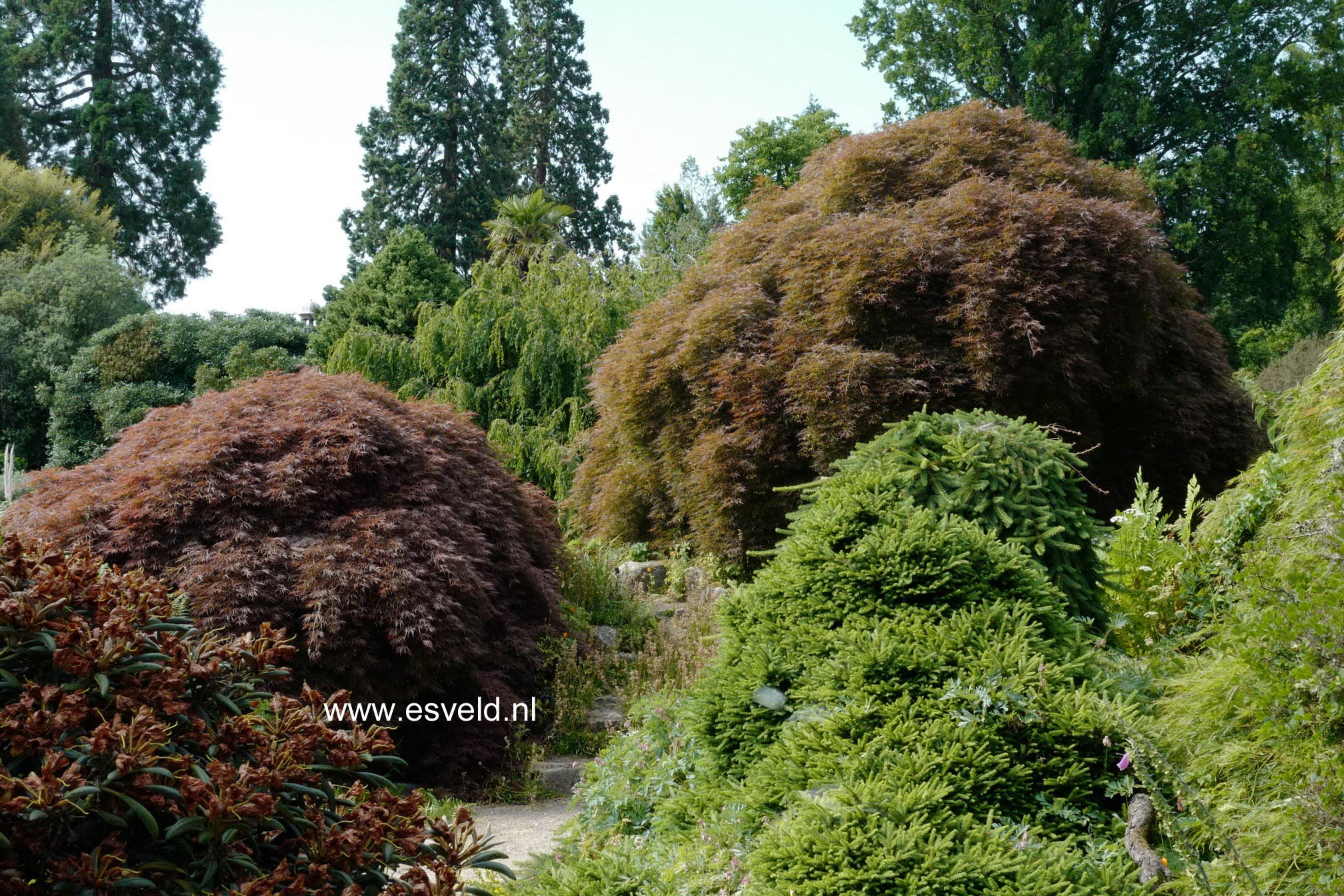 Acer palmatum 'Ornatum'