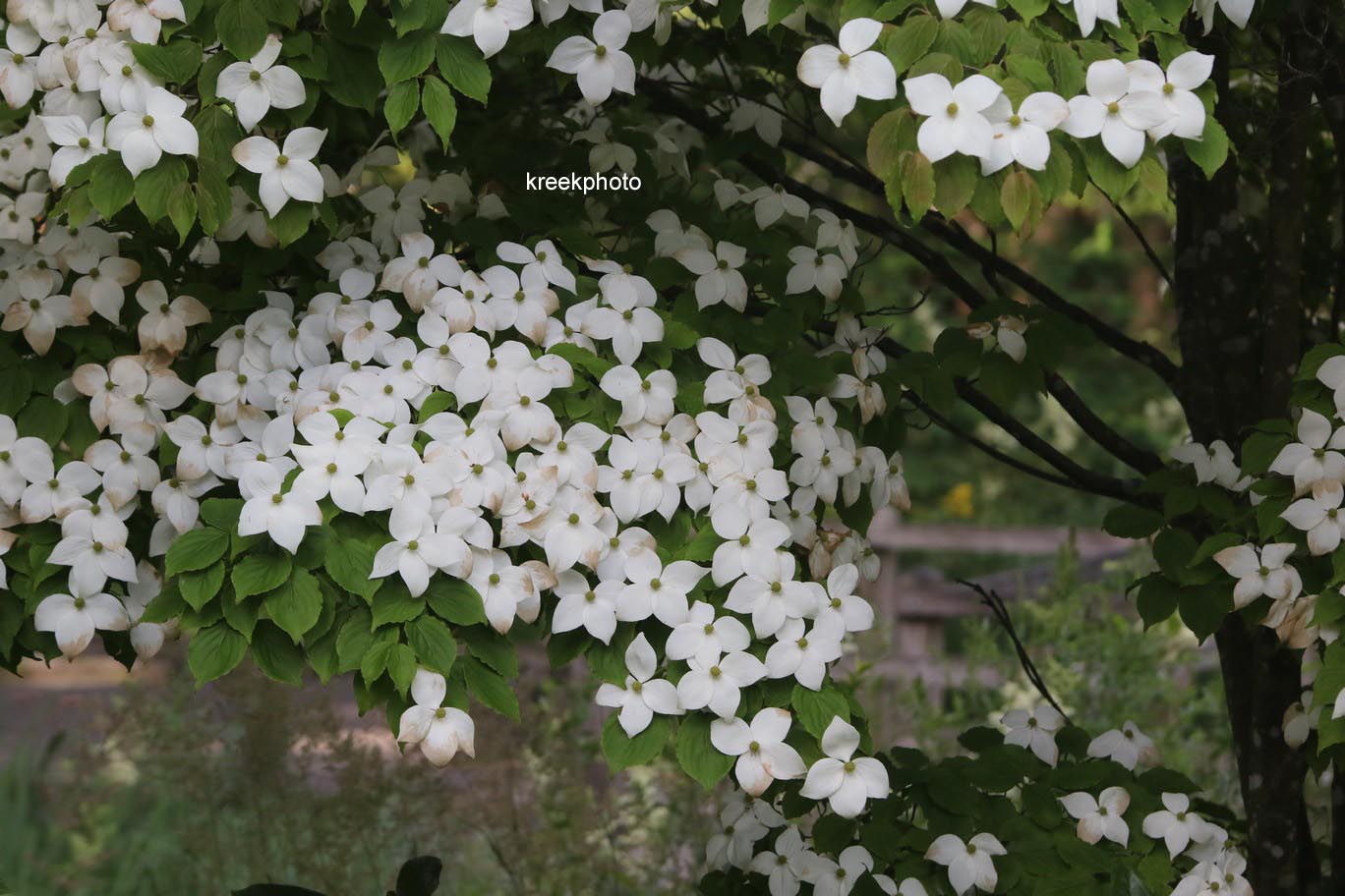 Cornus kousa
