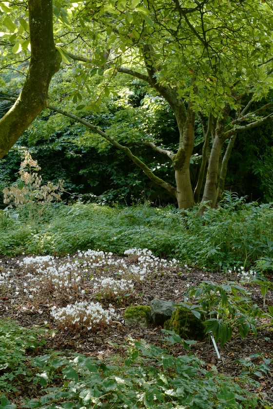 Cyclamen hederifolium
