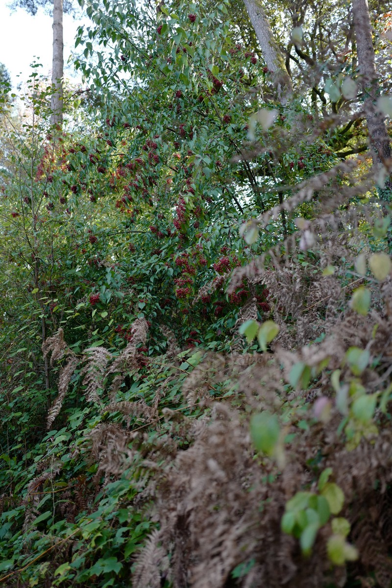 Viburnum betulifolium