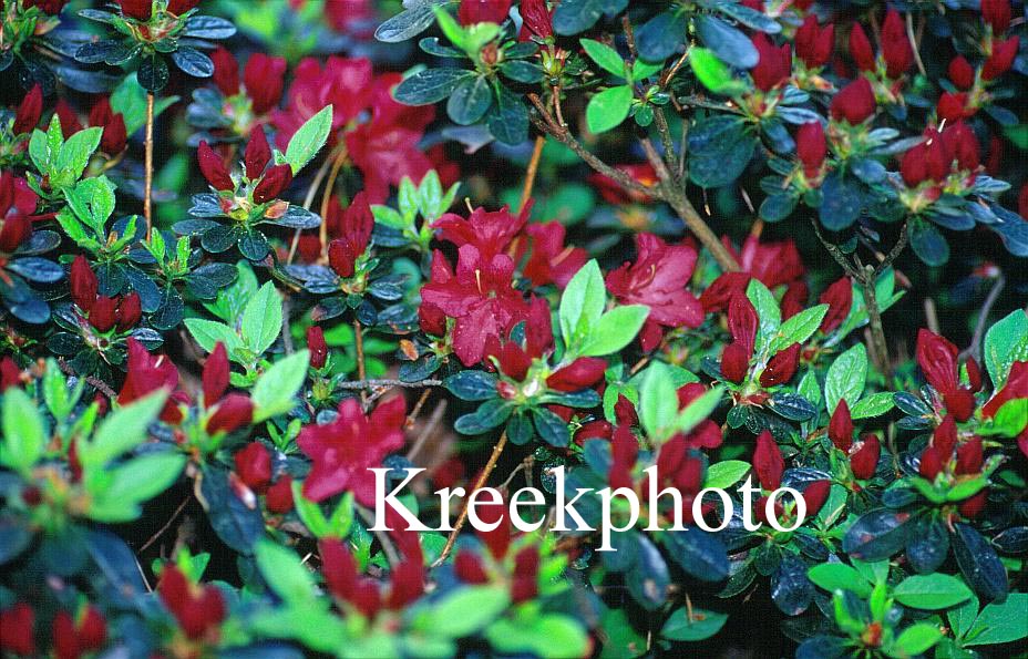 Azalea 'Galathea' (49058)