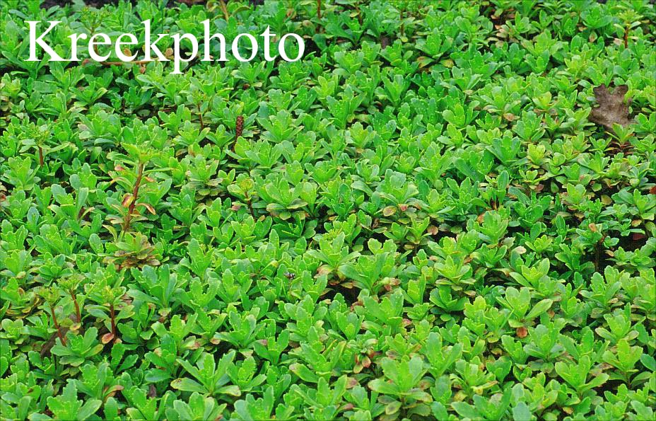 Sedum hybridum 'Inmmergrünchen'