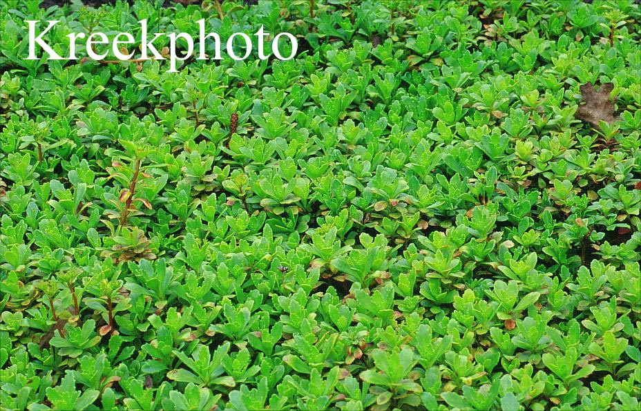 Sedum hybridum 'Inmmergrünchen' (49099)