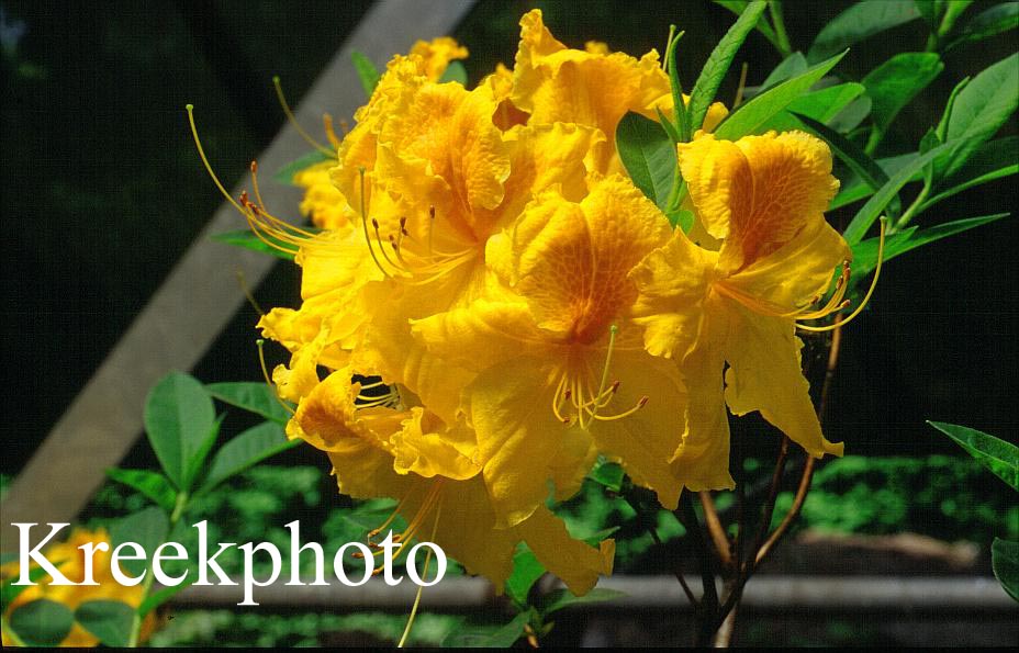 Azalea 'Goldpracht' (49129)
