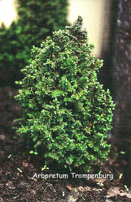 Cupressus sempervirens 'Totem'