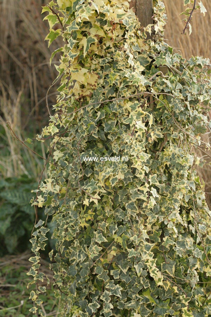 Hedera helix 'Golden Kolibri' (49767)