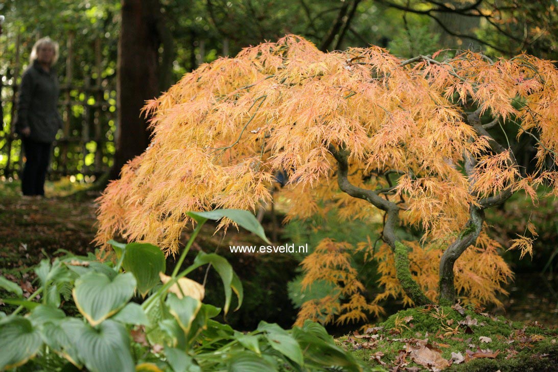 Acer palmatum 'Dissectum'