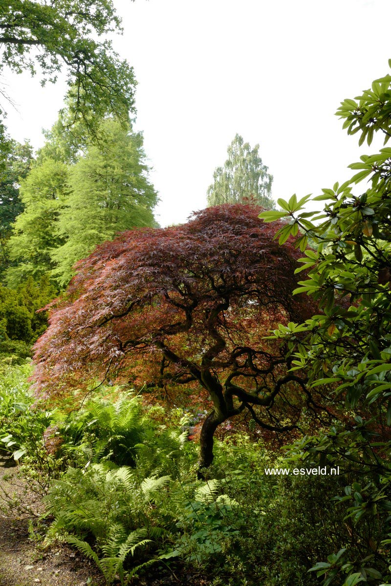 Acer palmatum 'Ornatum'