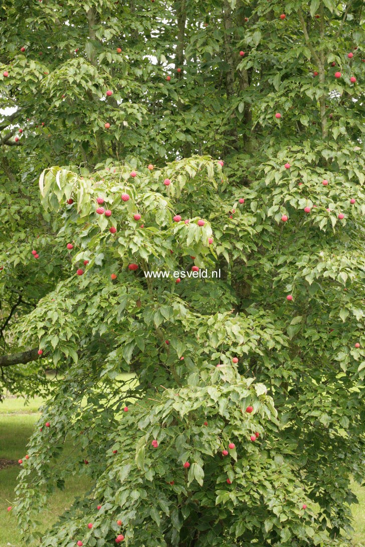 Cornus kousa