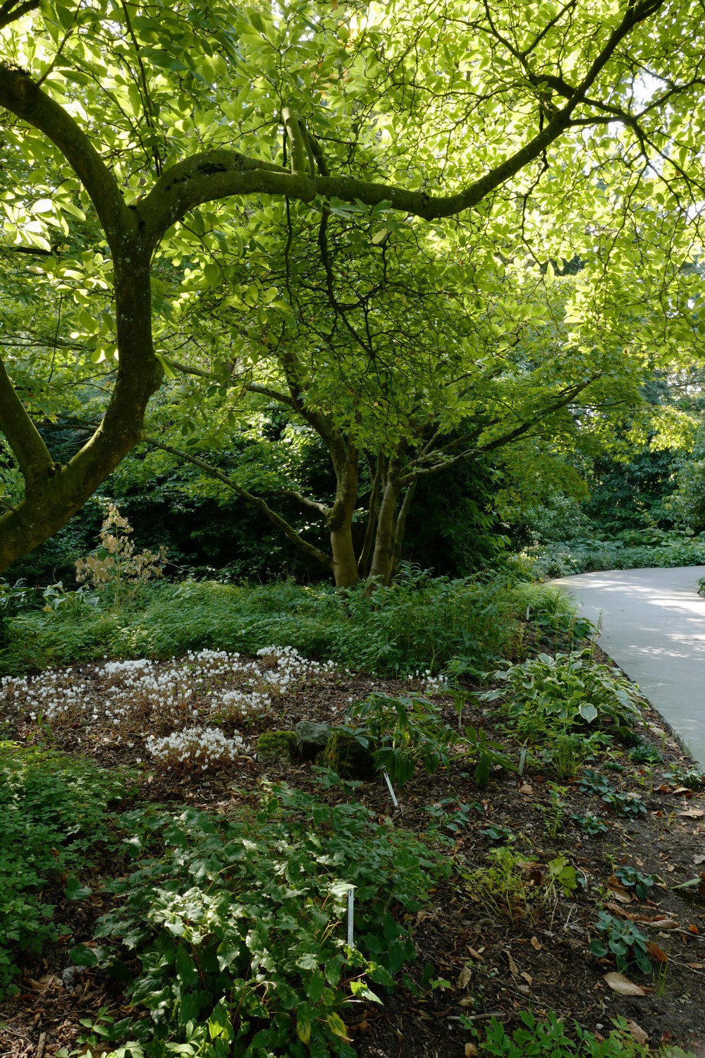 Cyclamen hederifolium