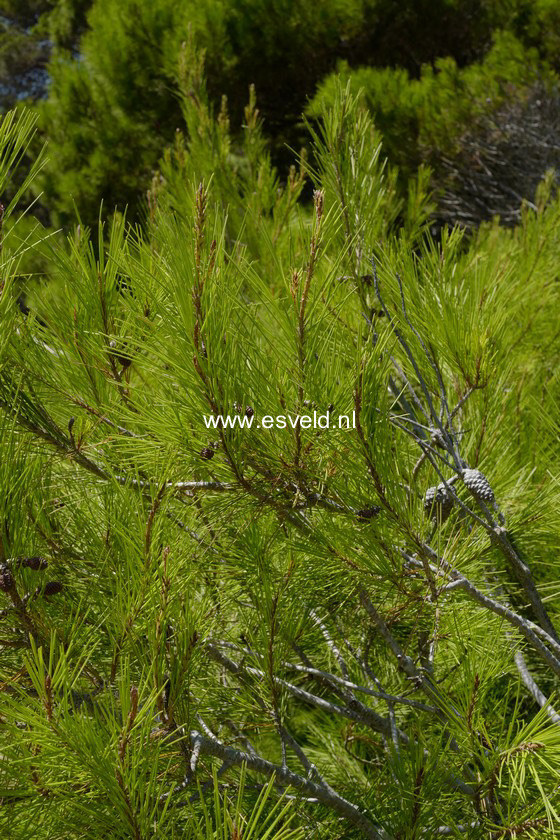 Pinus halepensis