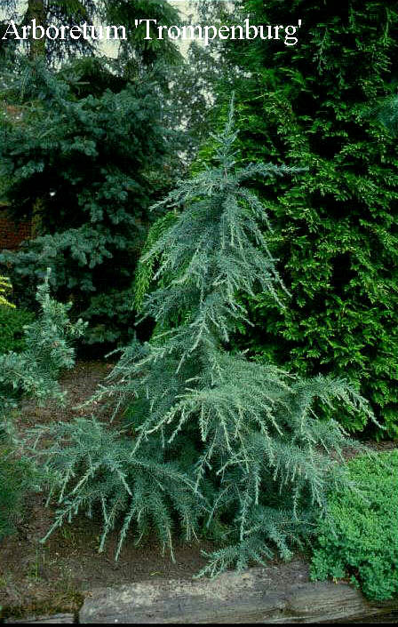 Cedrus deodara 'Karl Fuchs' (50043)