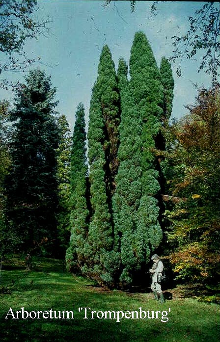 Chamaecyparis lawsoniana 'Fletcheri'