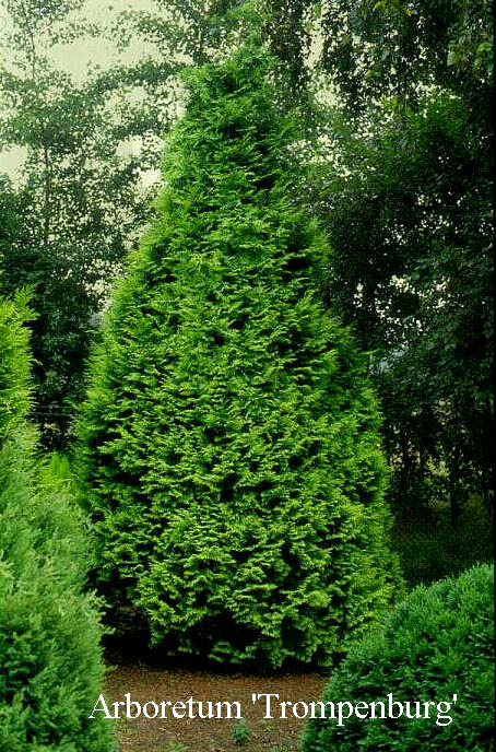 Chamaecyparis lawsoniana 'Stardust' (50087)